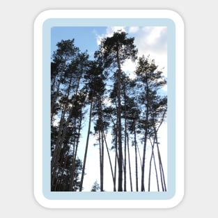 Pine Tree Silhouette Sticker